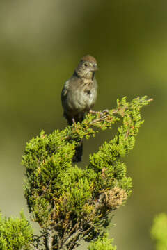 Image of Canyon Towhee