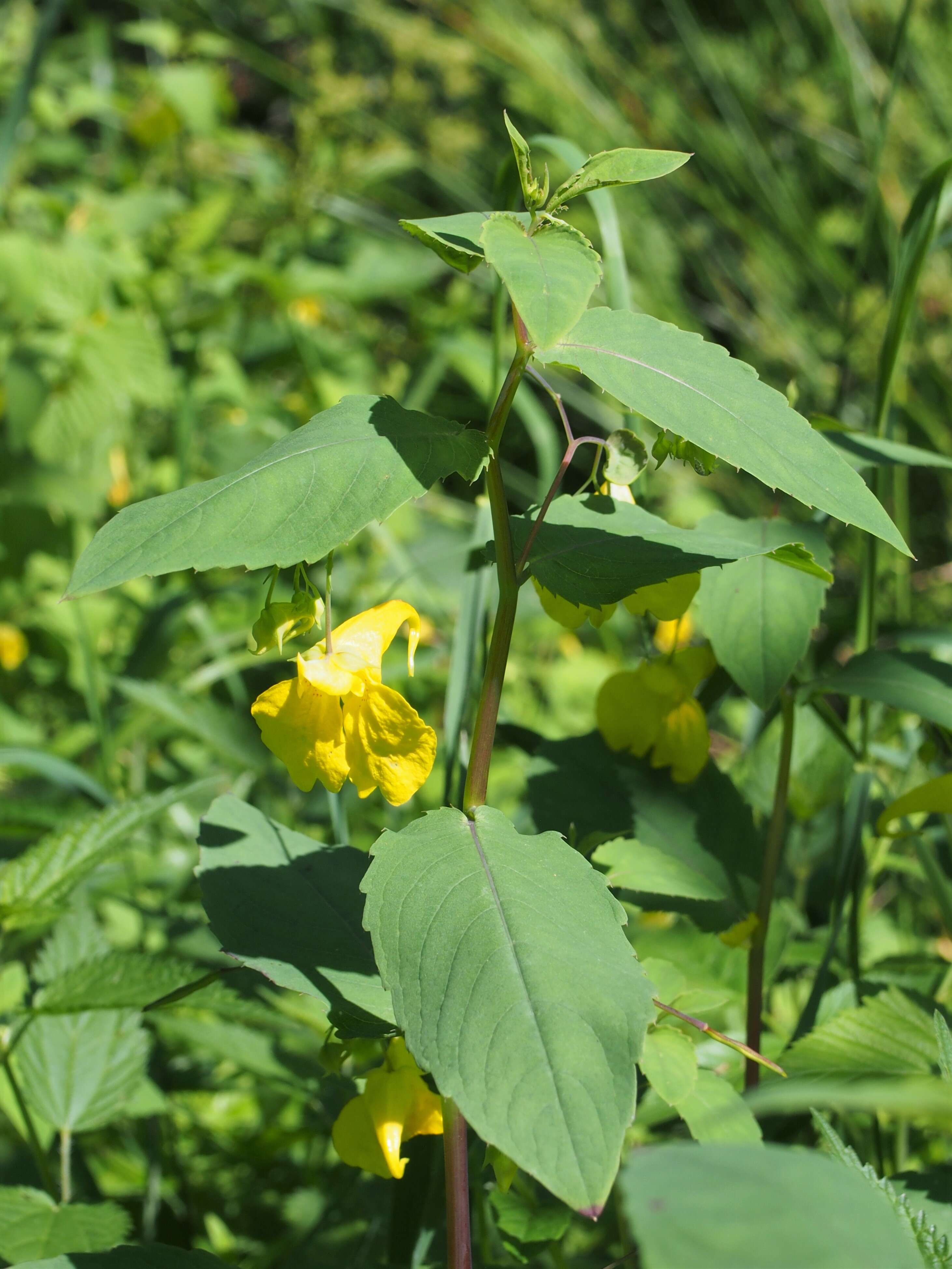 Image of Jewelweed