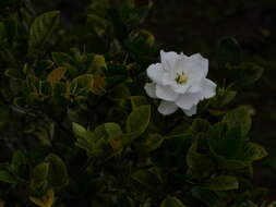 Image of Cape jasmine