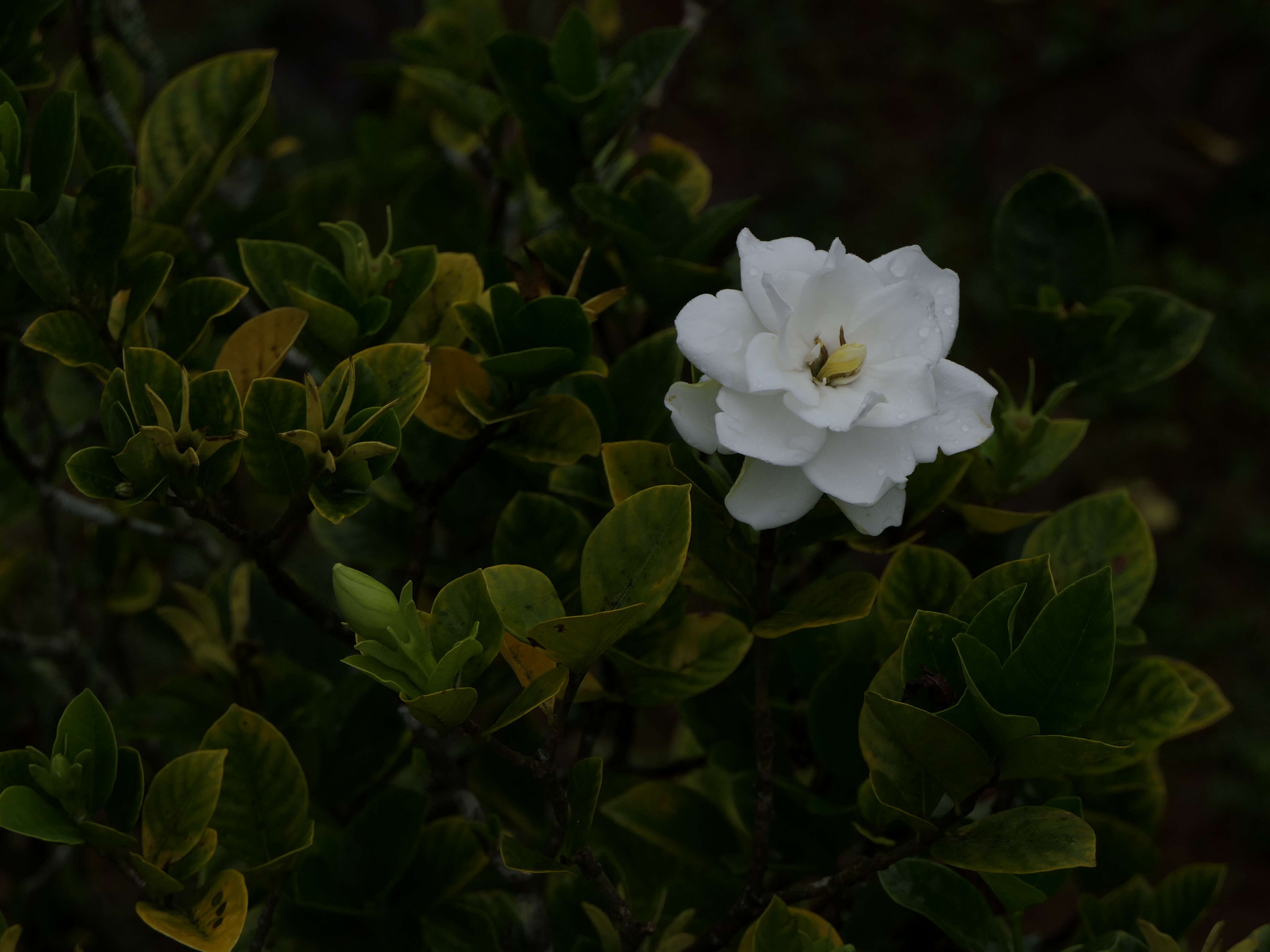 Image of Cape jasmine