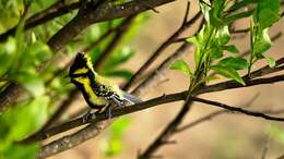 Image of Black-lored Tit