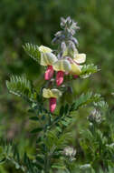 Image of Virginia tephrosia