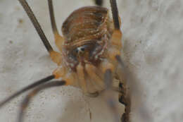 Image of Opilio canestrinii