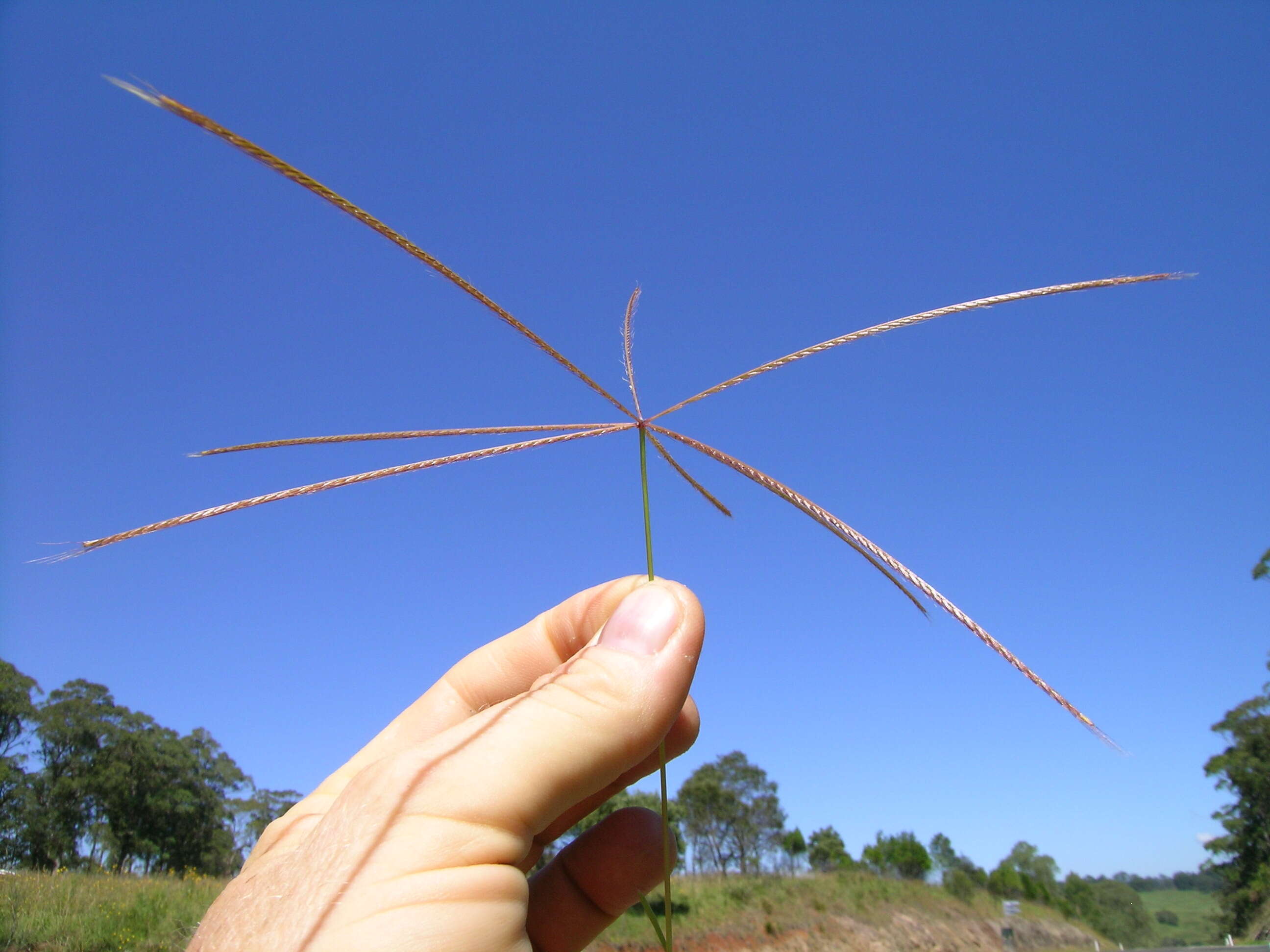 Image of Australian fingergrass