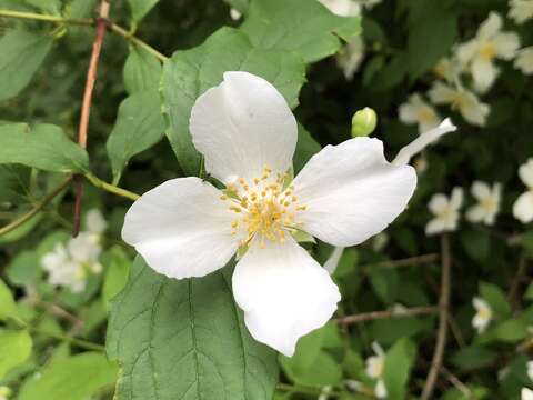 Image of sweet mock orange