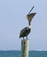 Image of Pelecanus occidentalis carolinensis Gmelin & JF 1789