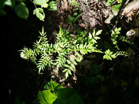 Image of Narrow-leaved Bittercress