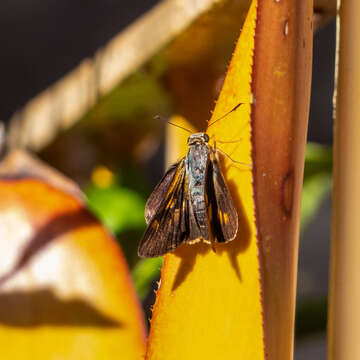 Image of Taractrocera anisomorpha Lower 1911