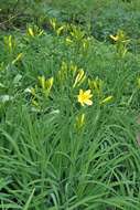 Imagem de Hemerocallis lilioasphodelus L.