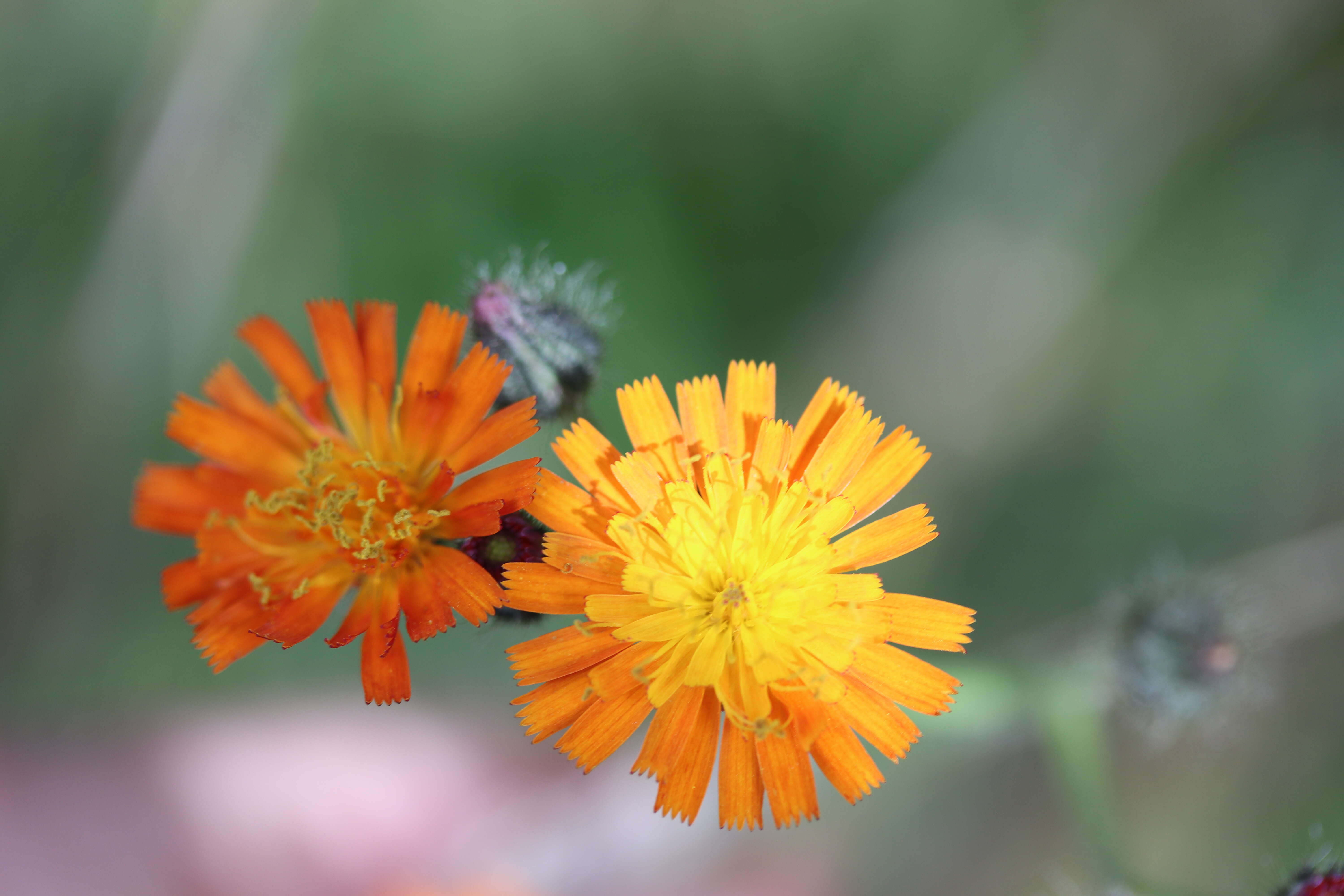 Imagem de Pilosella aurantiaca (L.) Sch. Bip., F. W. Schultz & Sch. Bip.