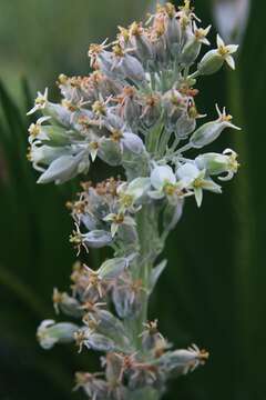 Kalanchoe luciae resmi