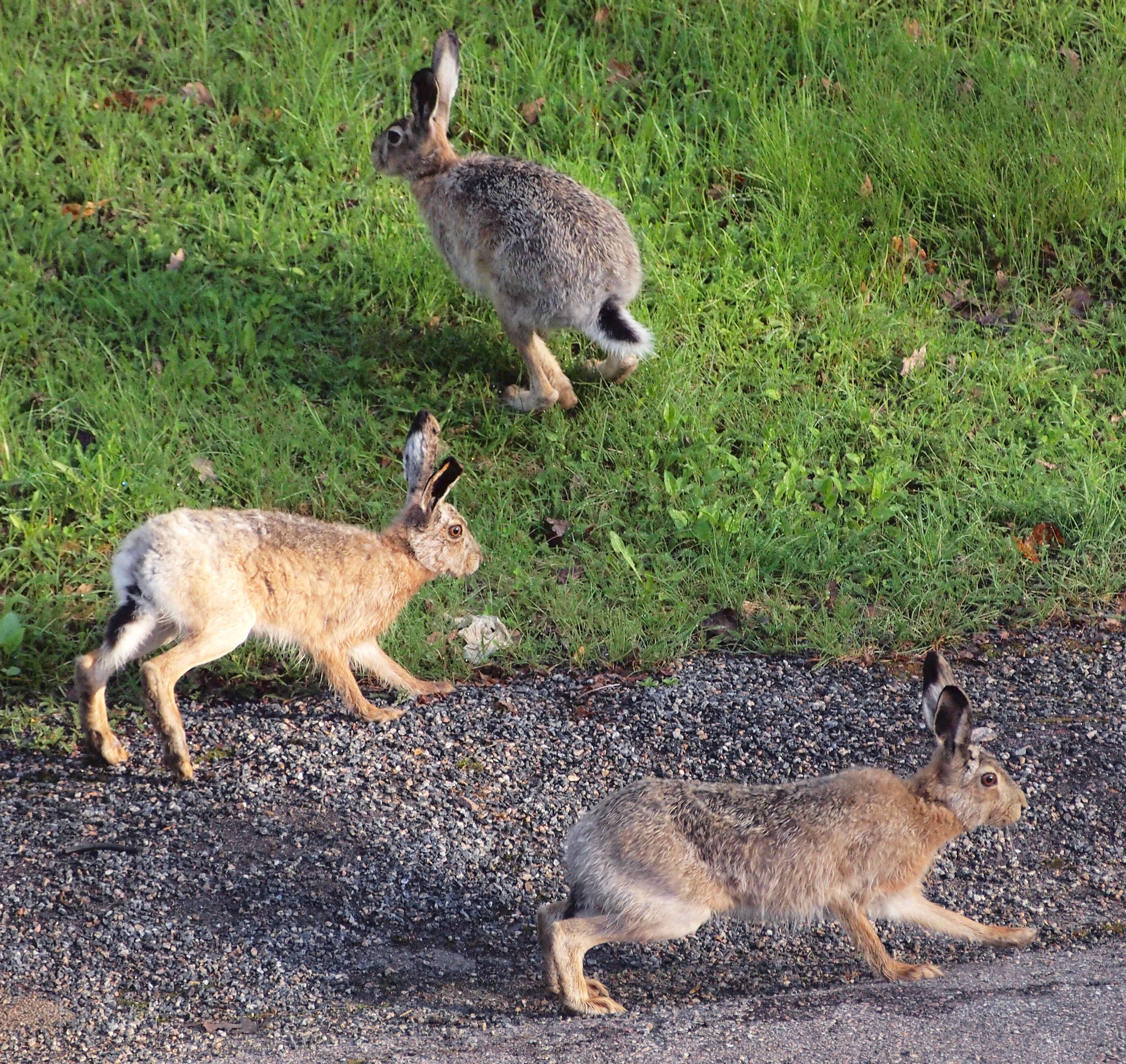 Image of brown hare, european hare