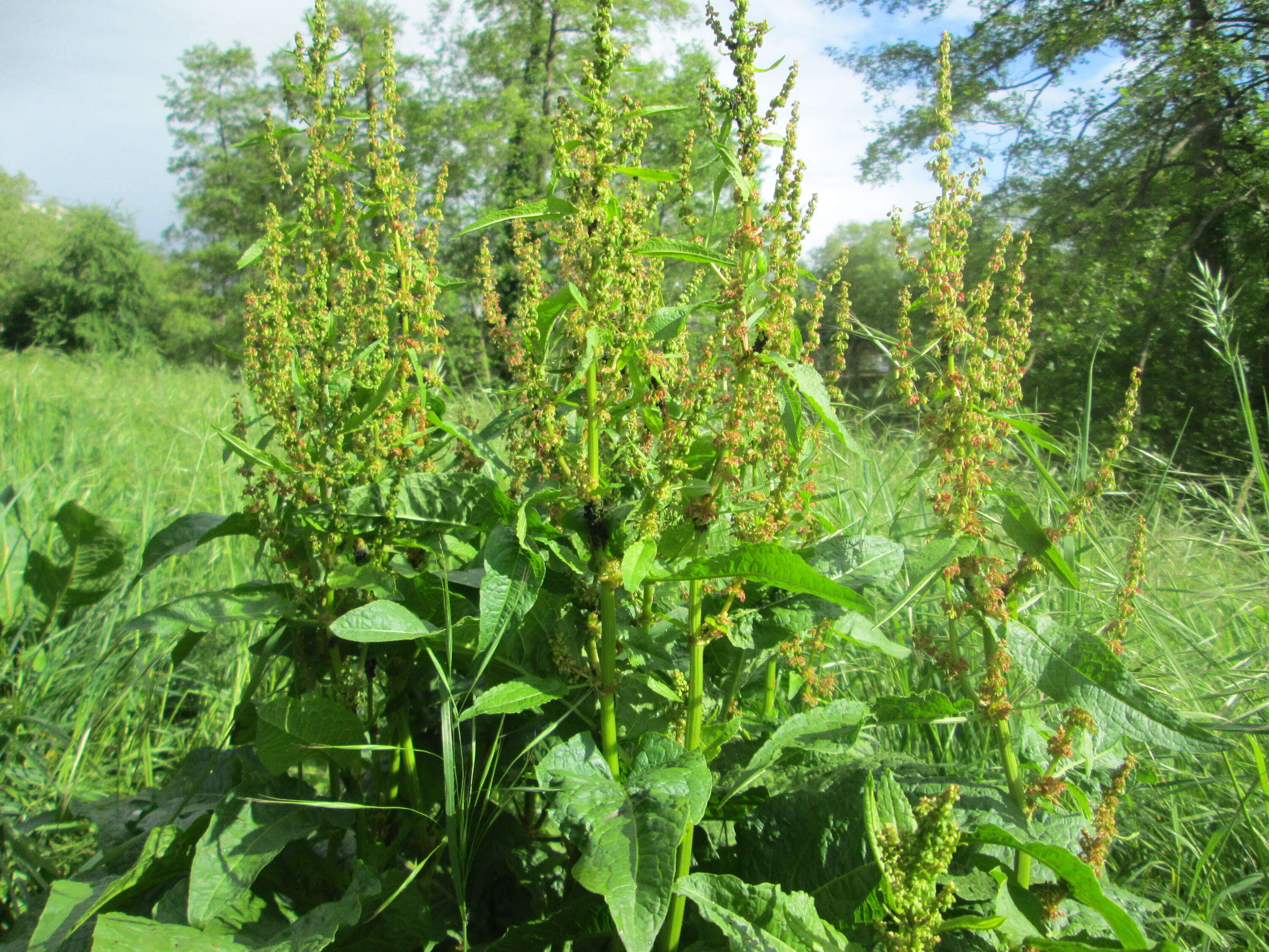 Imagem de Rumex obtusifolius L.