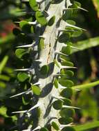 Image of Madagascan ocotillo