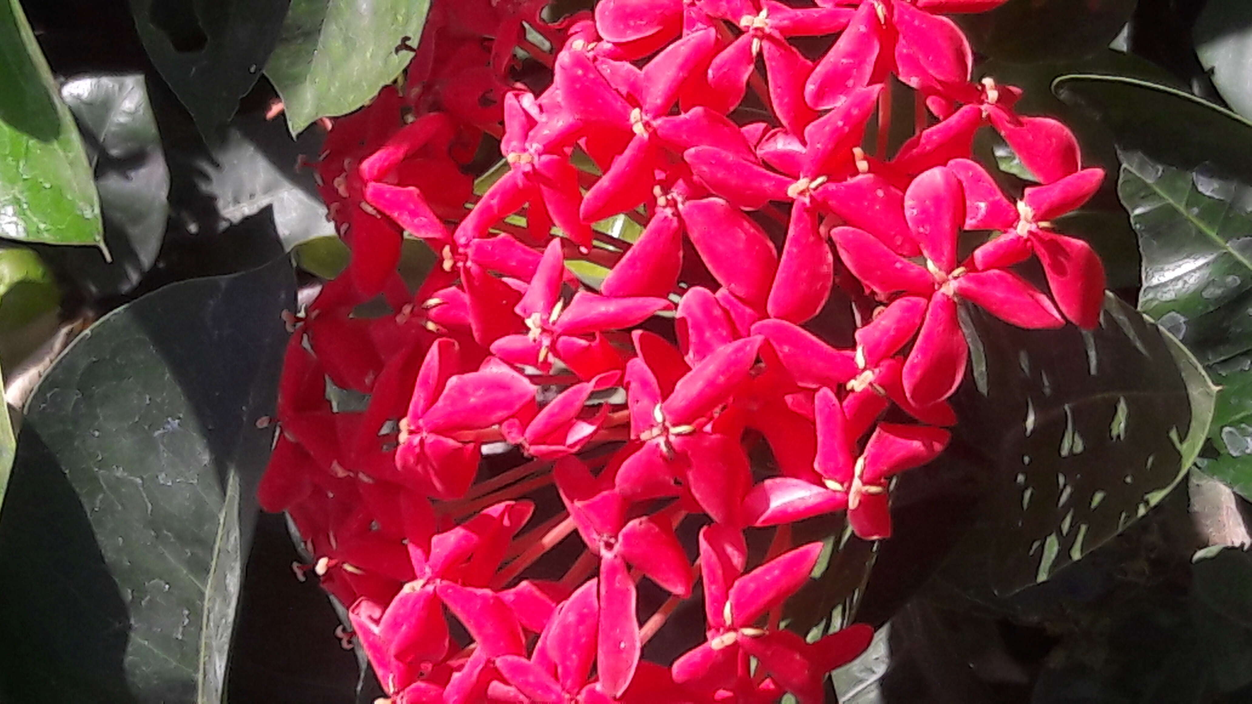 Image of ixora