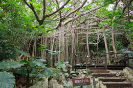 Image of Chinese banyan