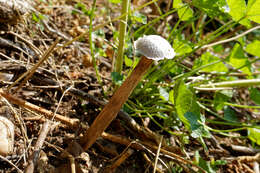 Image de Battarrea phalloides (Dicks.) Pers. 1801