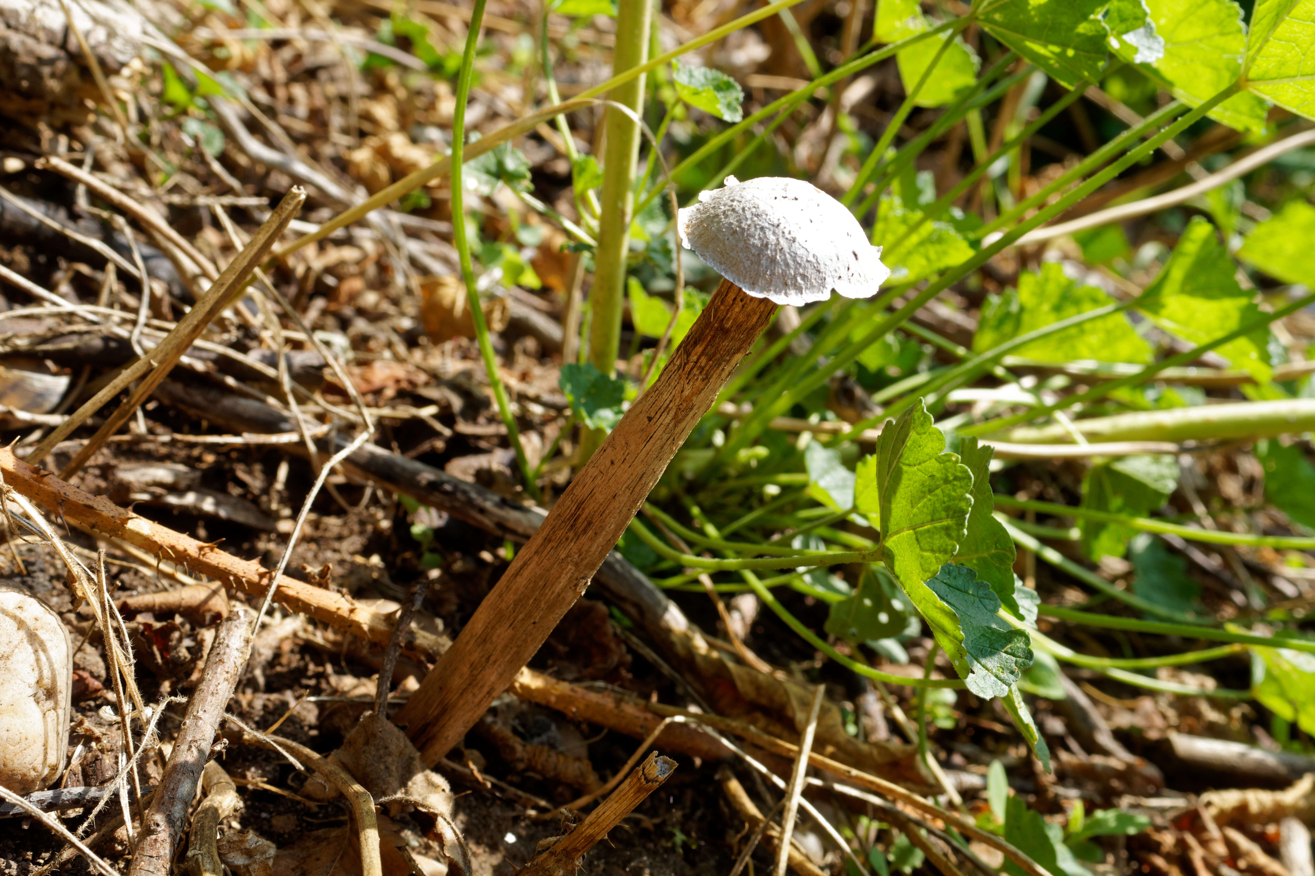 Image de Battarrea phalloides (Dicks.) Pers. 1801