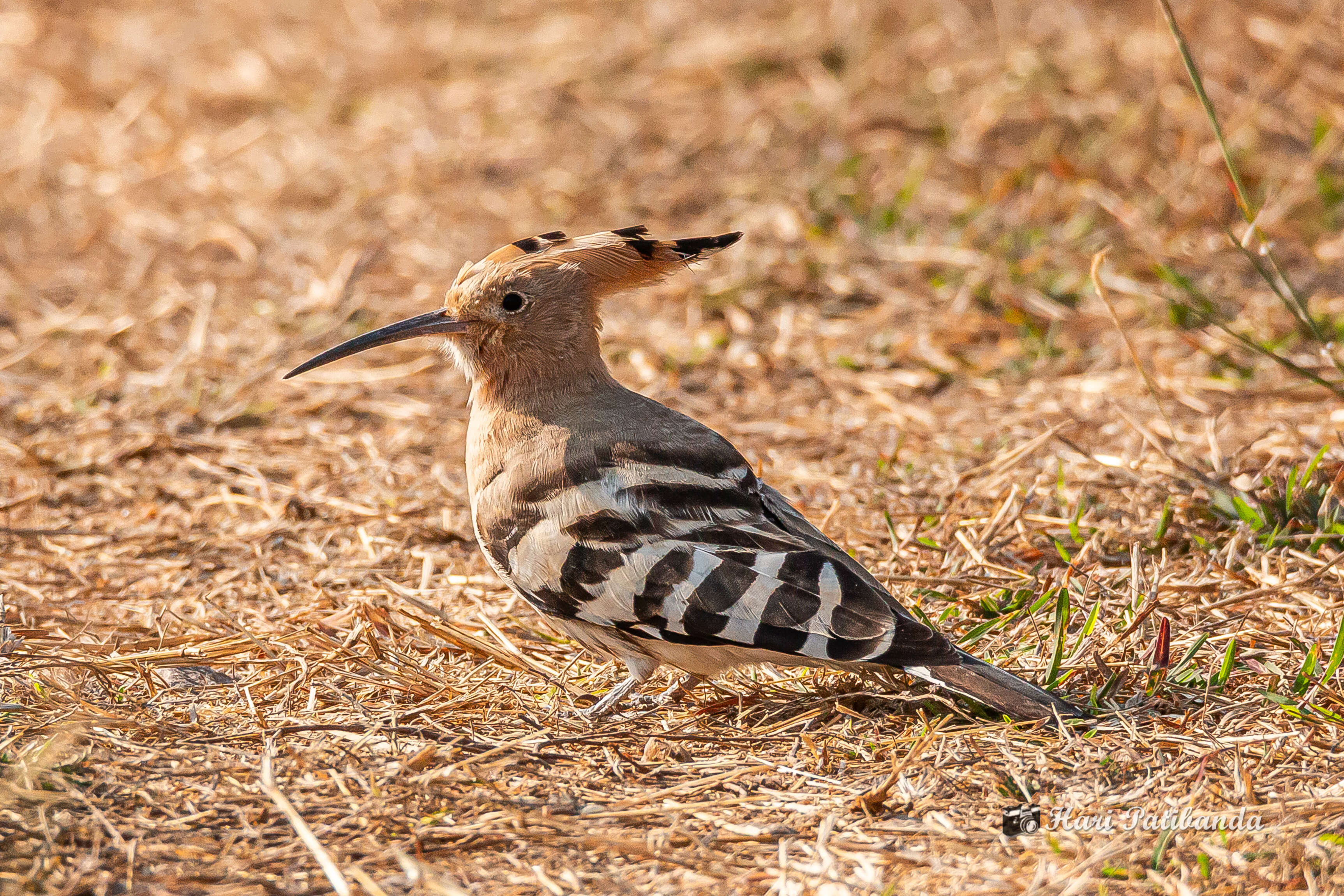 صورة Upupa Linnaeus 1758