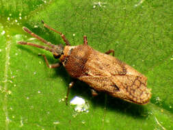 Image of lace bugs