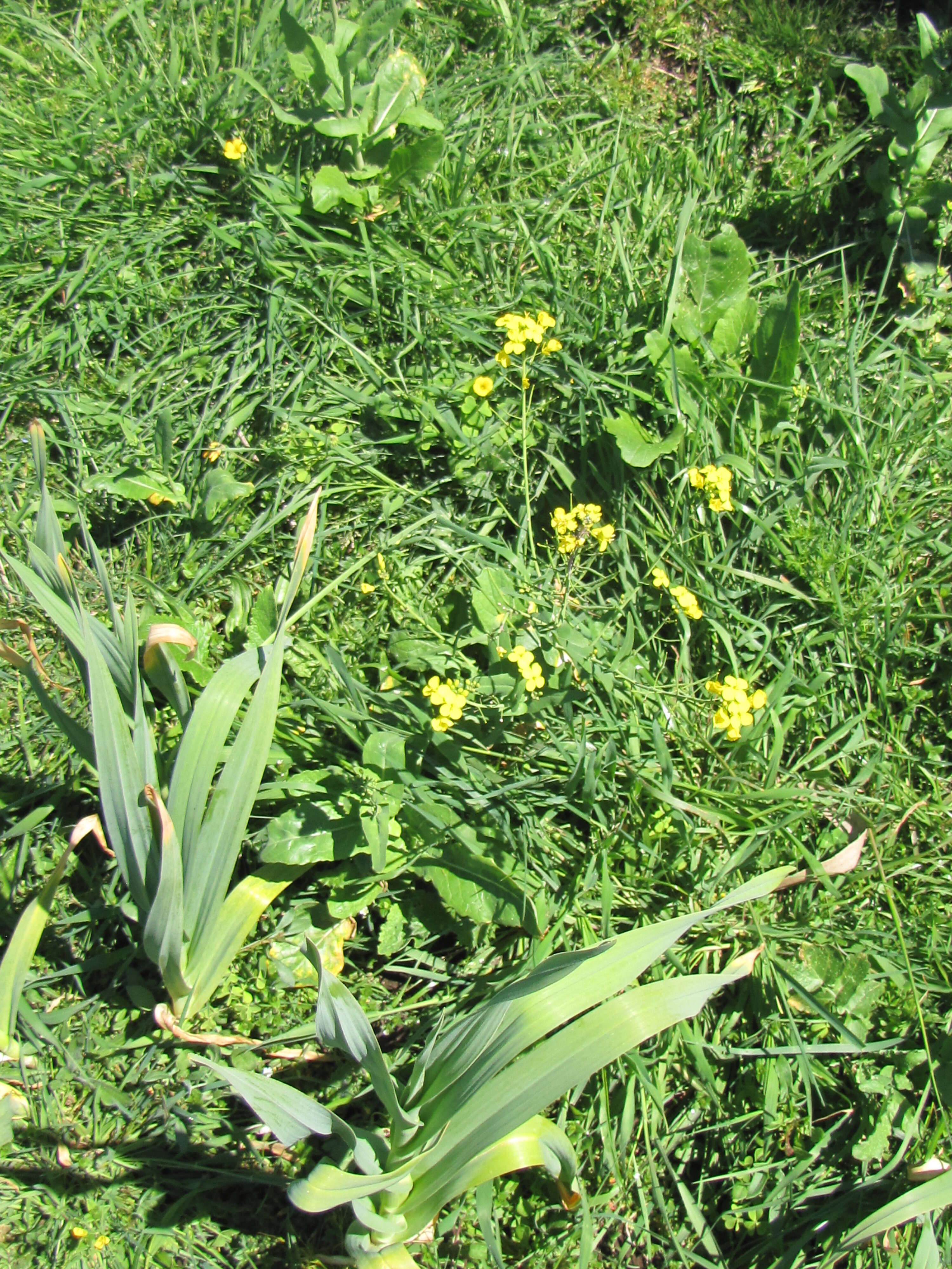 Image of Brassica rapa subsp. oleifera