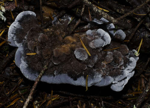 Image of Hydnellum caeruleum (Hornem.) P. Karst. 1879