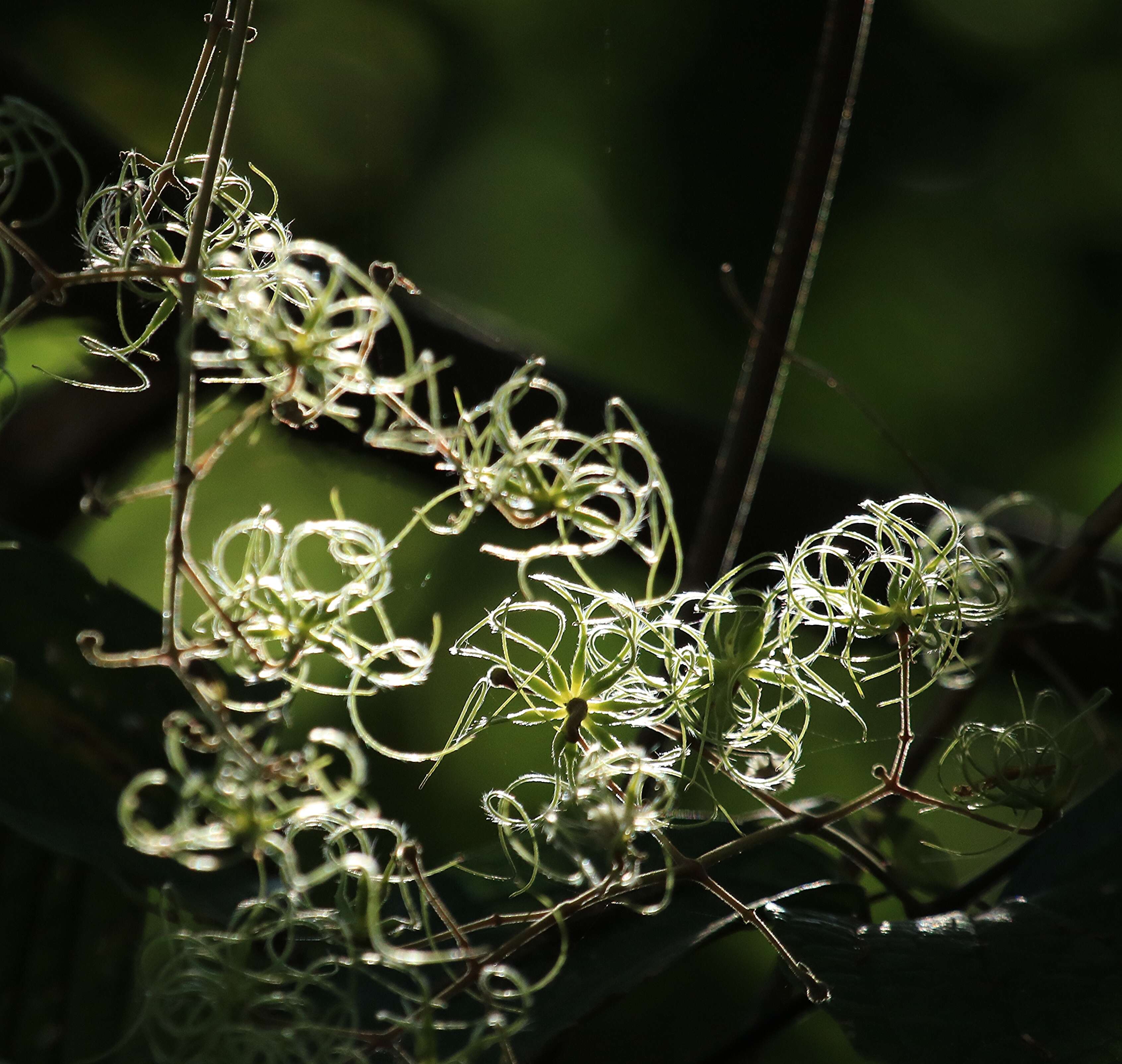 Image of Clematis zeylanica (L.) Poir.