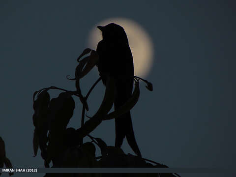 Image of Black Drongo