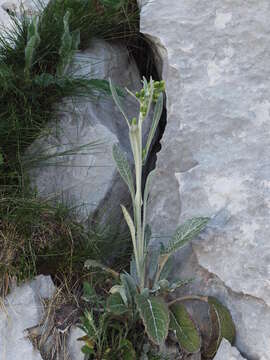 Image of Senecio thapsoides DC.