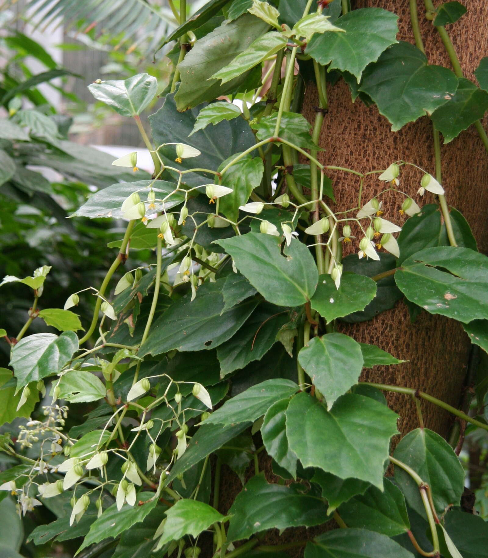 Image of Begonia glabra Aubl.