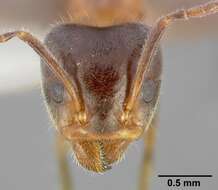 Image of Velvety Tree Ant