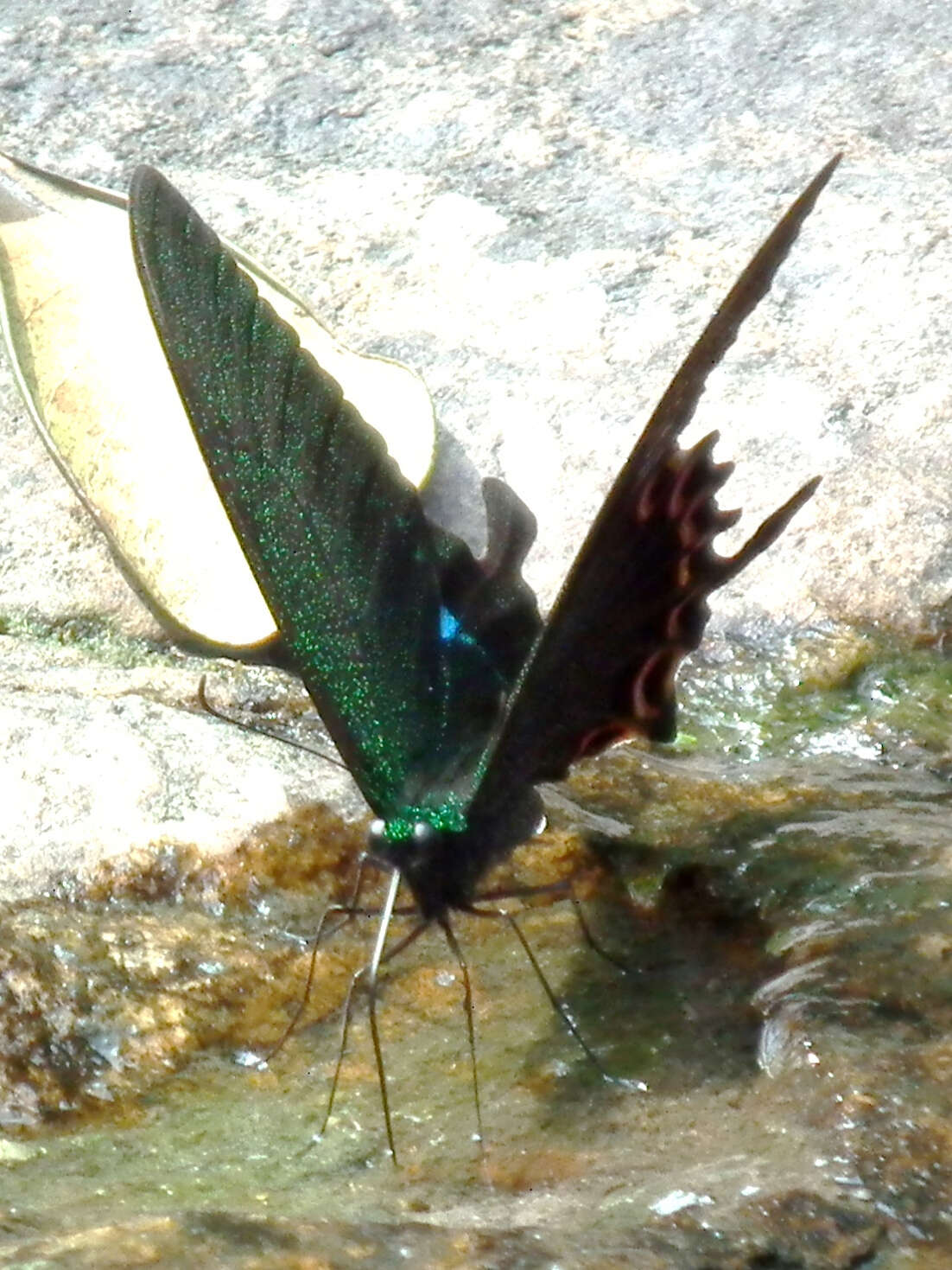 Image of Papilio paris Linnaeus 1758