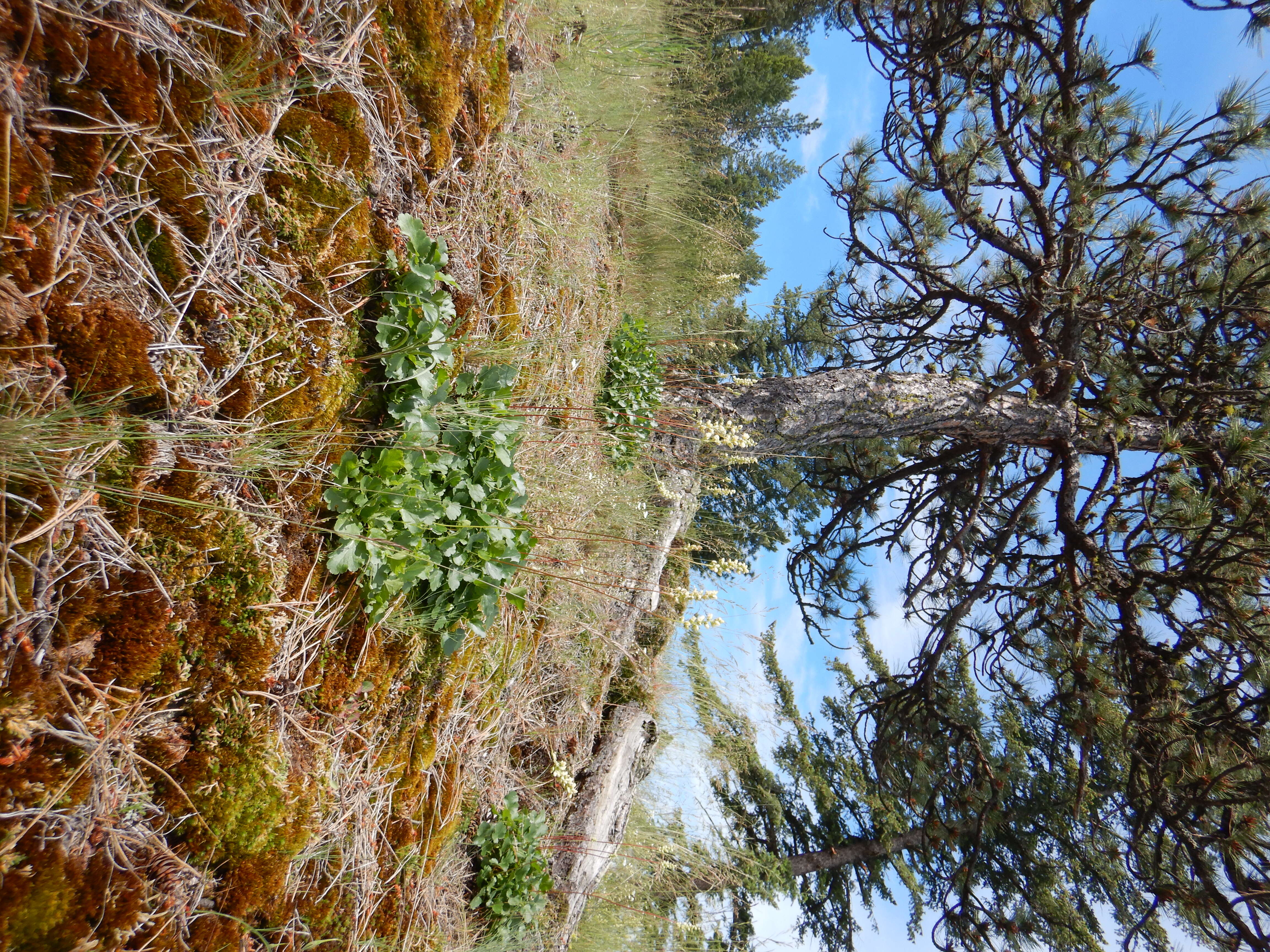 Image of roundleaf alumroot