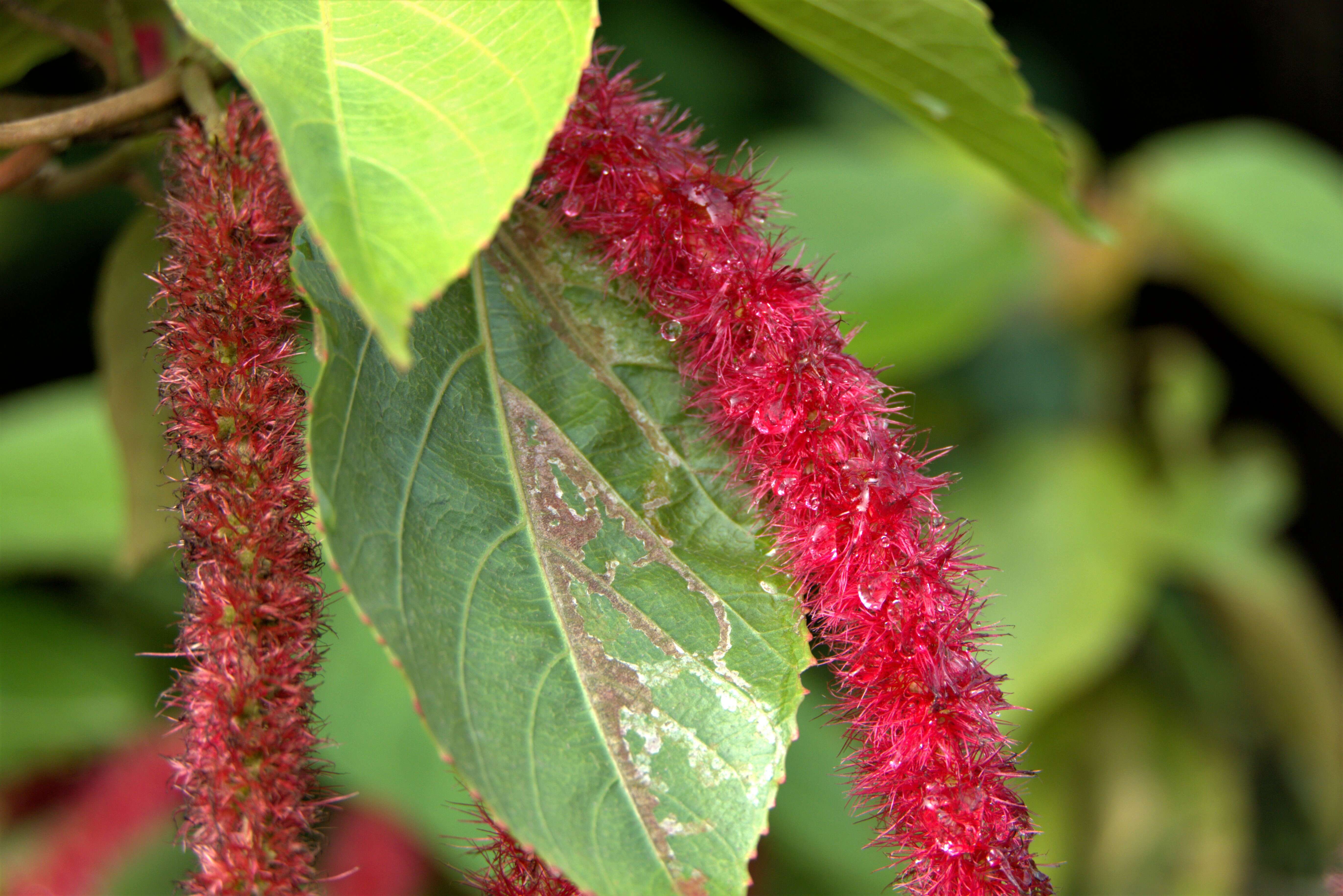 Imagem de Acalypha hispida Burm. fil.