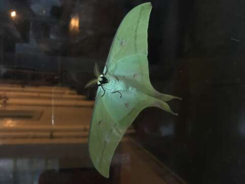 Image of Indian Luna Moth