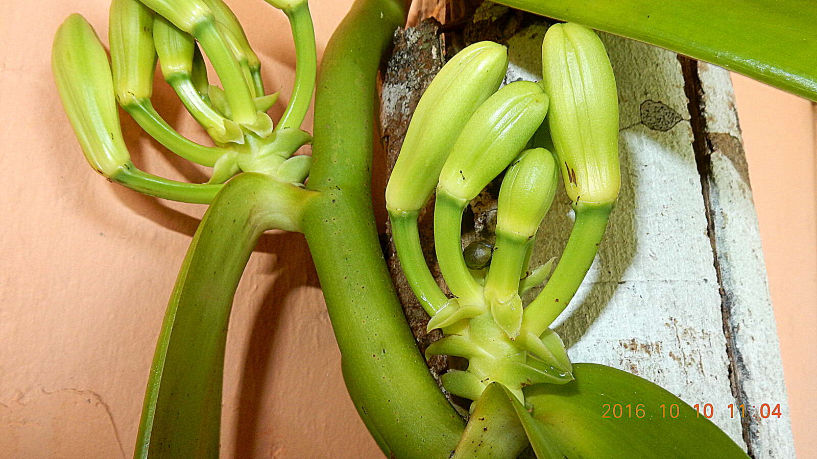 Image of West Indian vanilla