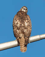 Image of Red-tailed Hawk