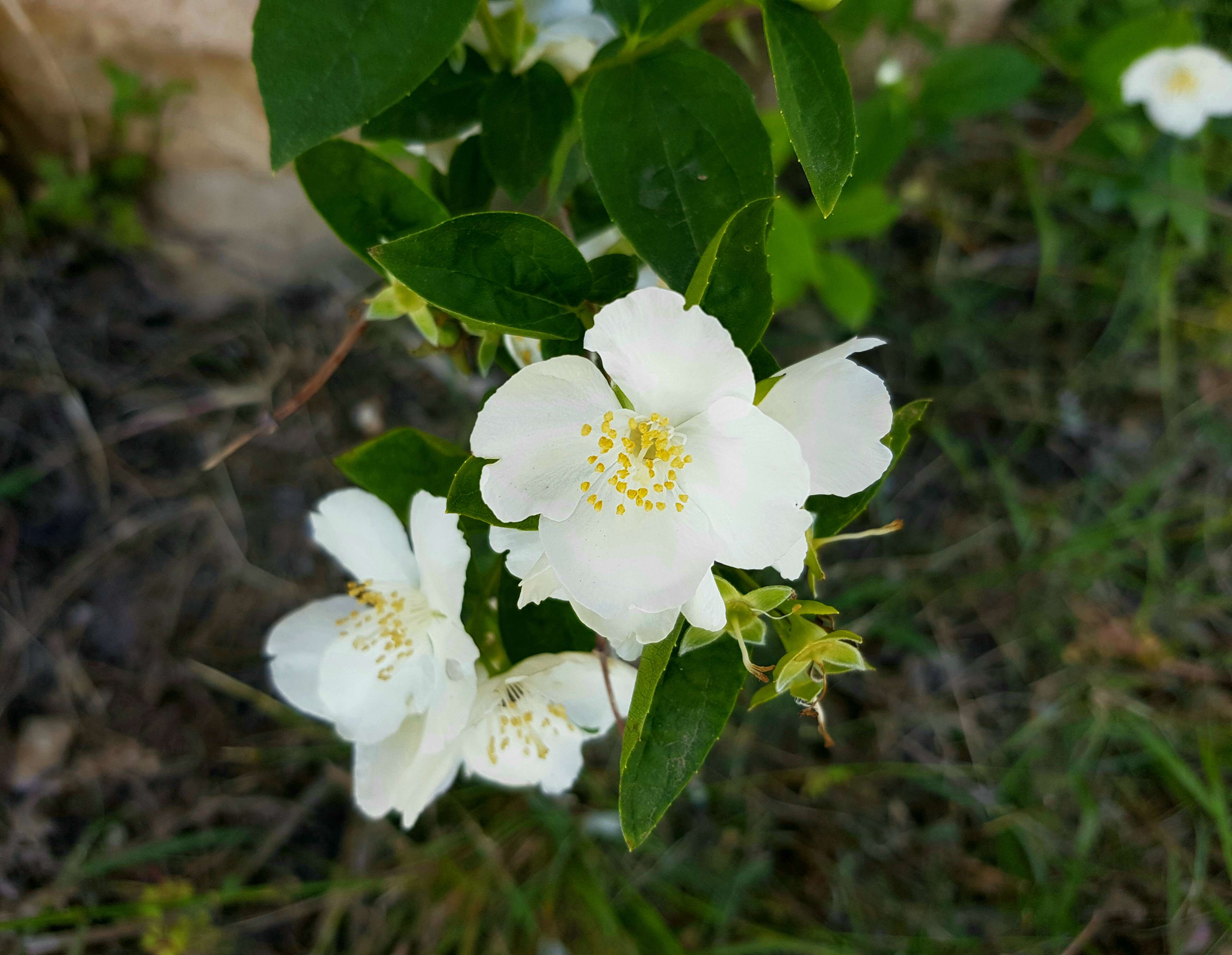 Image of sweet mock orange