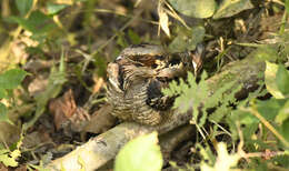 Image of Large-tailed Nightjar