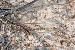 Image of thread-winged lacewings