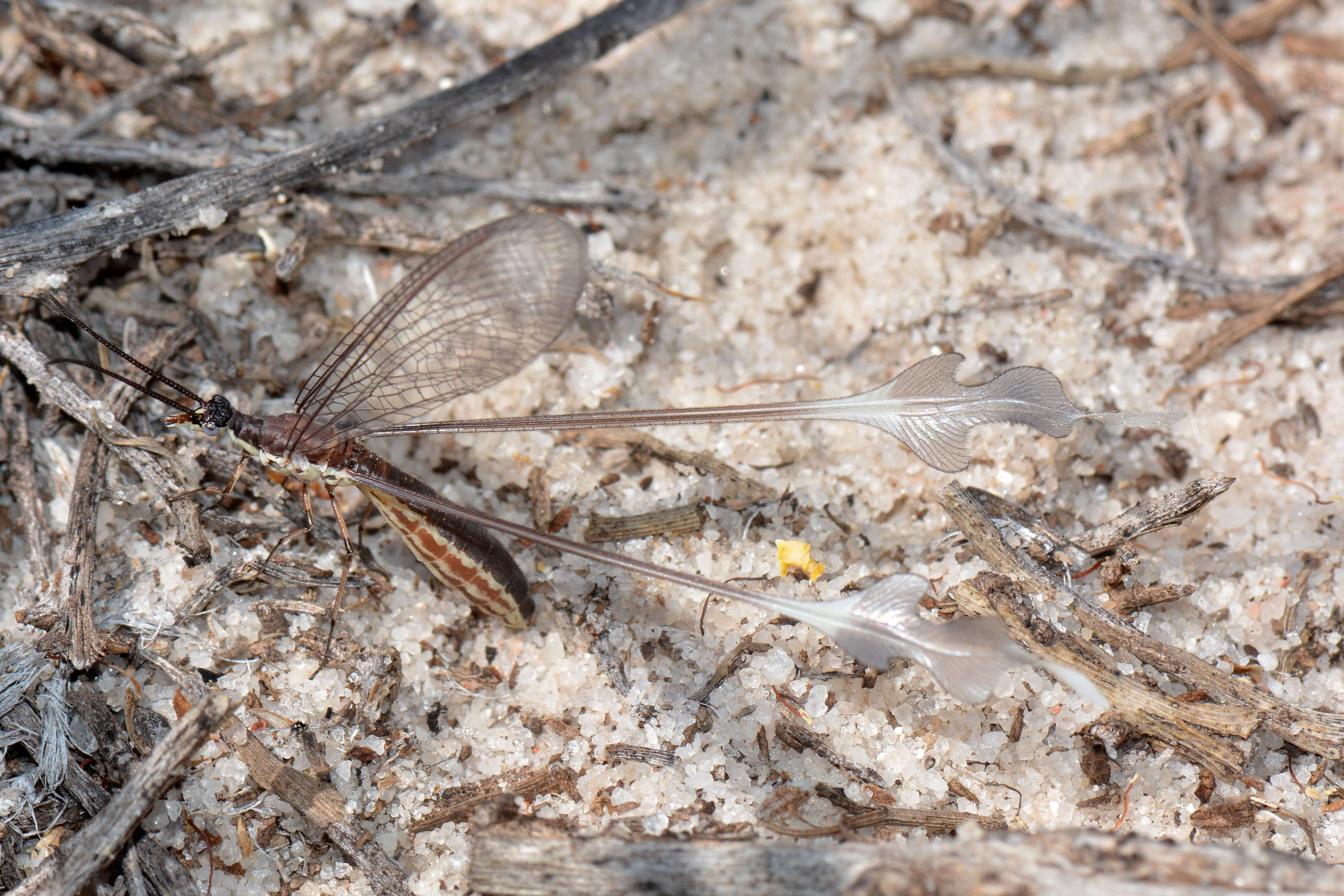 Image of thread-winged lacewings