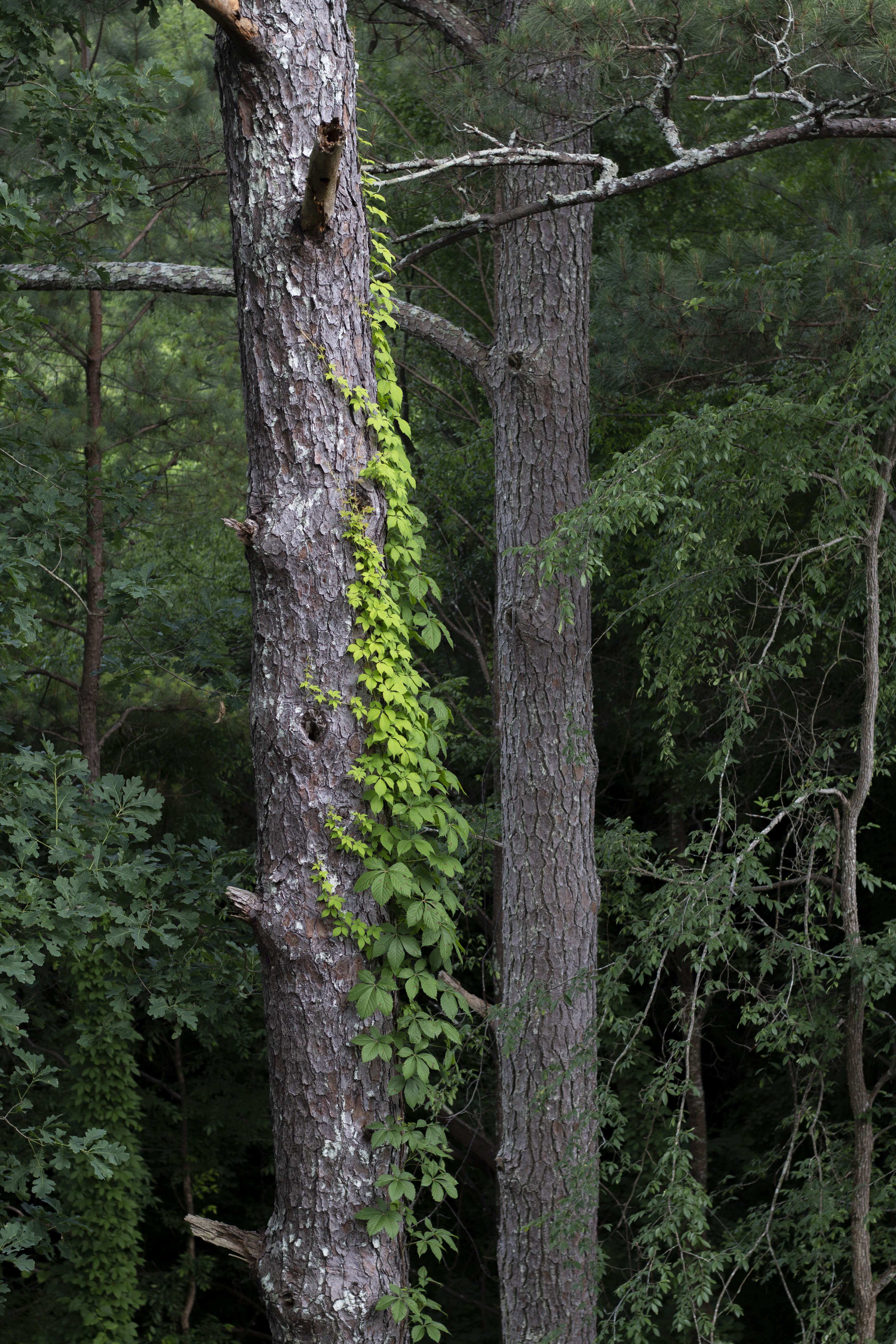 Image of Virginia creeper