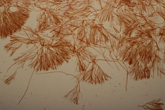 Imagem de Calocera cornea (Batsch) Fr. 1827