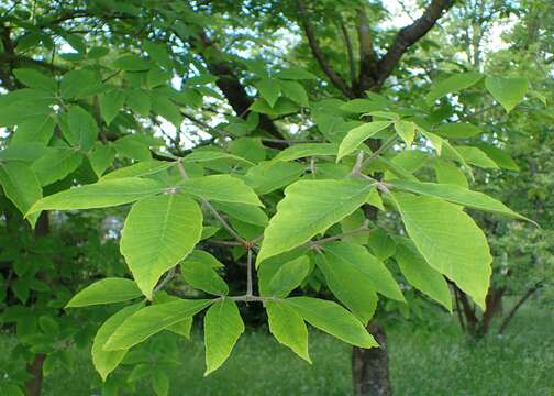 Image of Nikko Maple