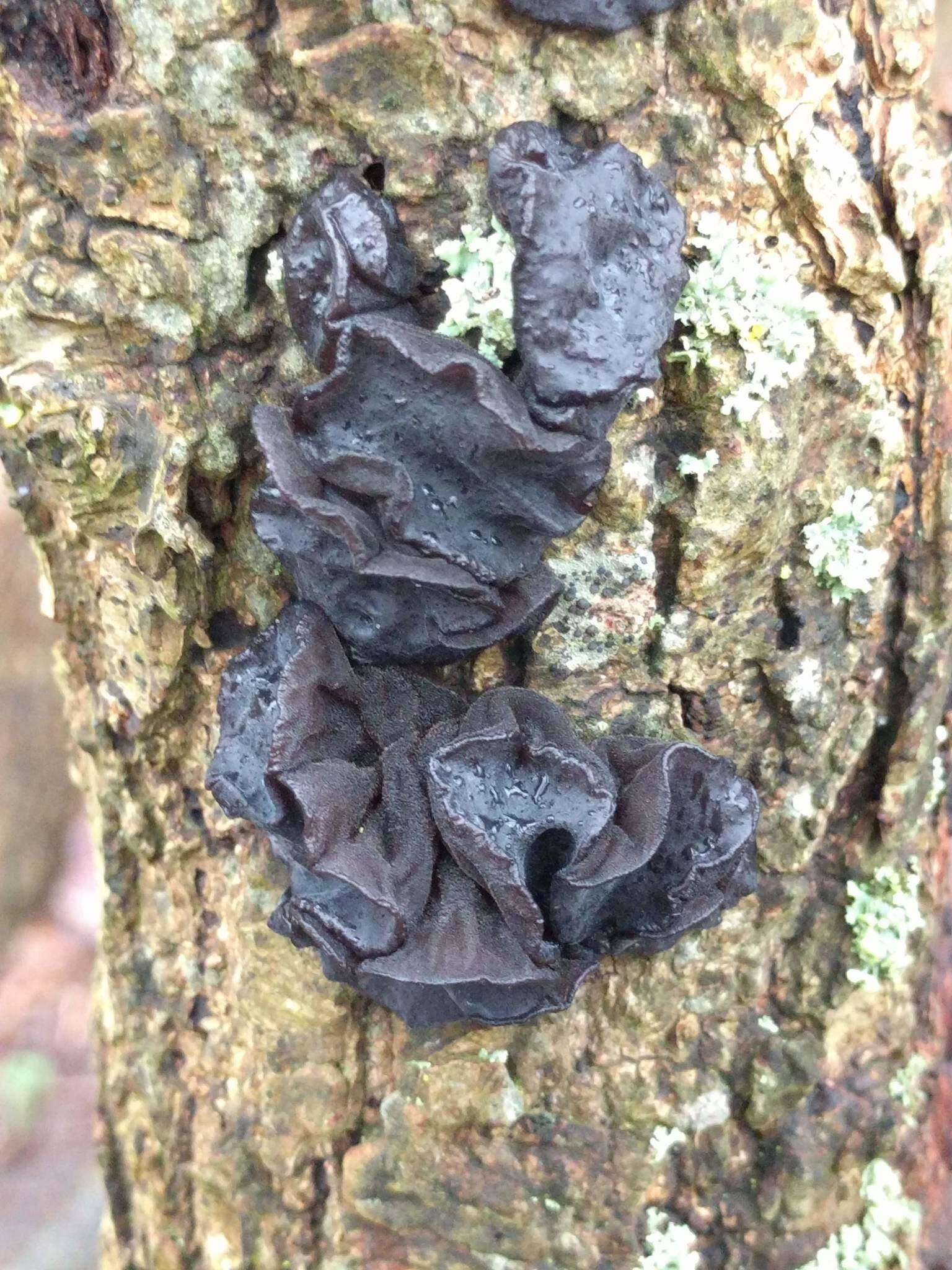 Image of Black Witches' Butter