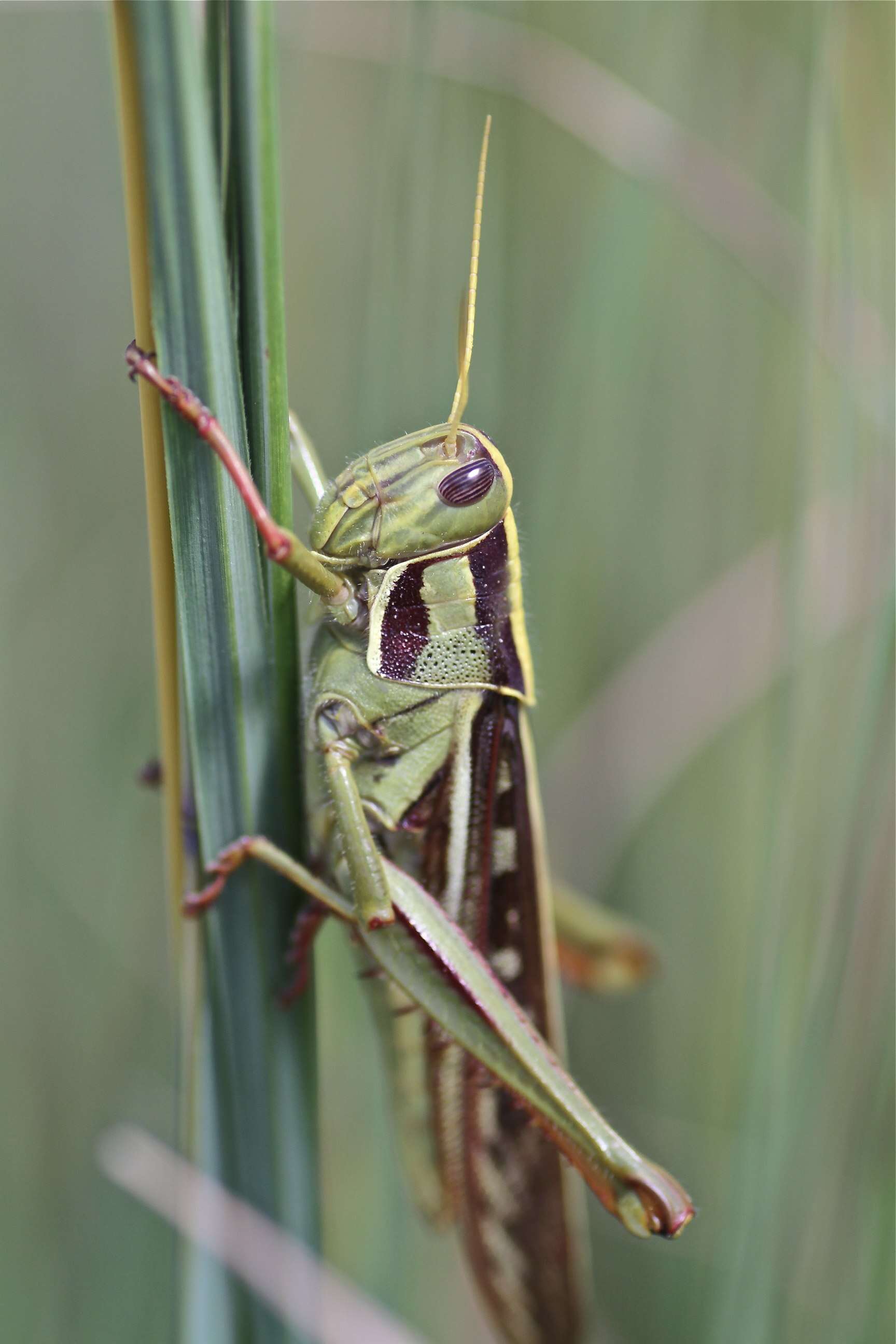 Image of Acanthacris