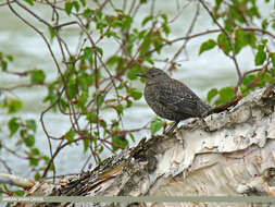 Image of Brown Dipper