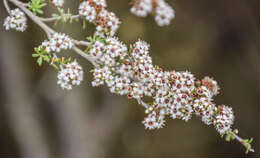 Sivun Kunzea ericoides (A. Rich.) J. Thompson kuva