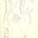 Image of Wittrockiella Wille 1909