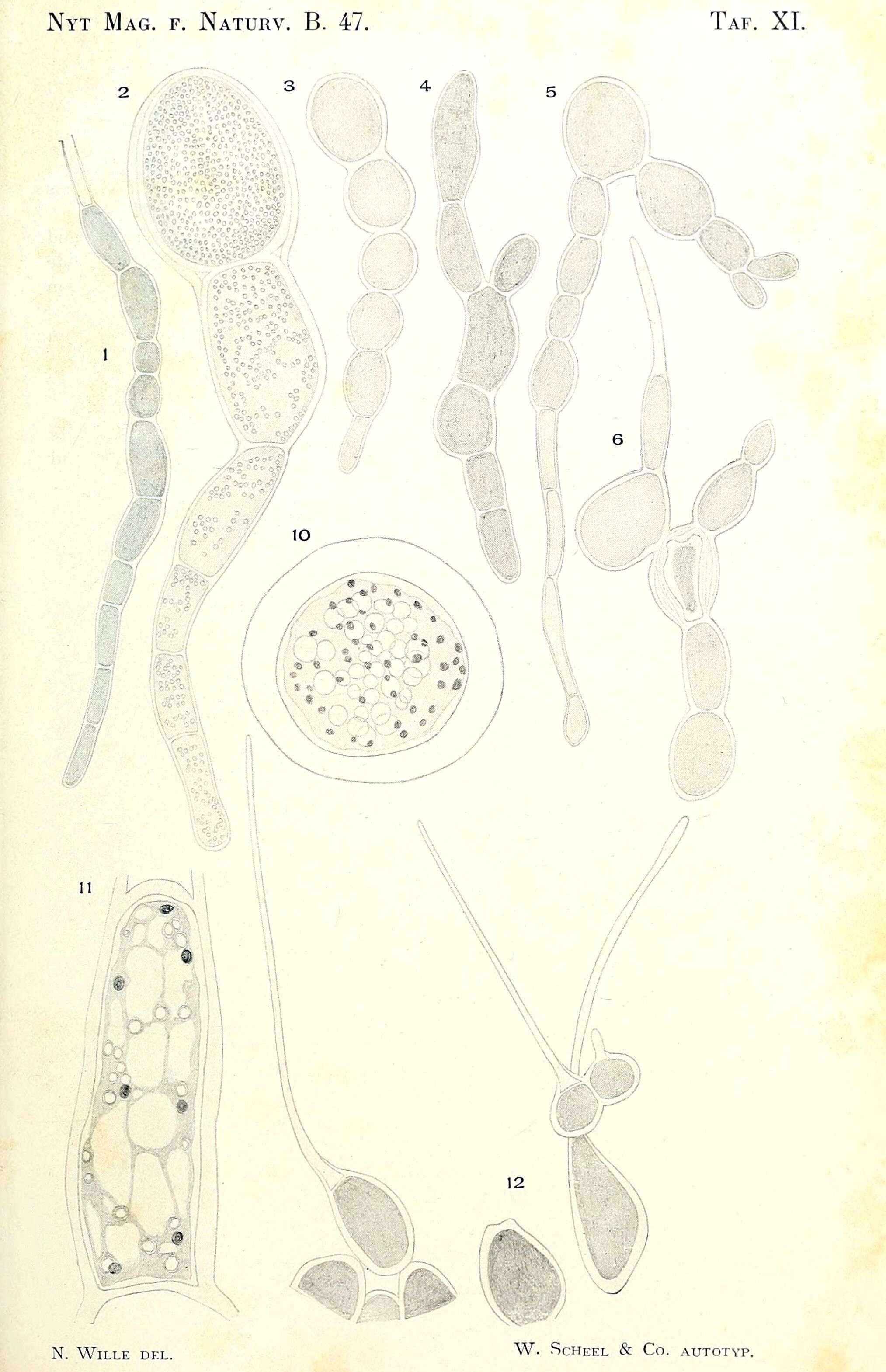 Image of Wittrockiella Wille 1909